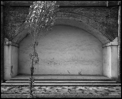 tree with arch